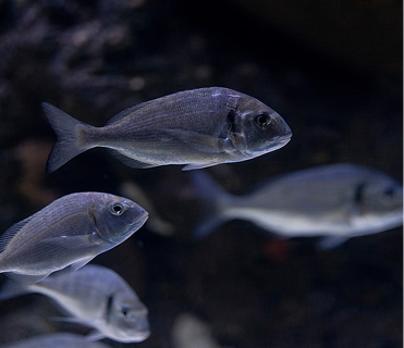 Aquaculture Intelligence